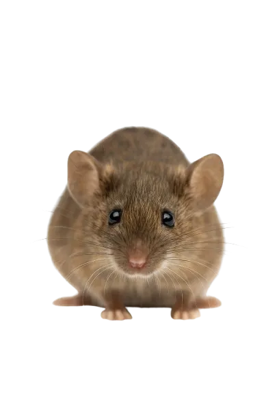 小家鼠（屋家鼠）