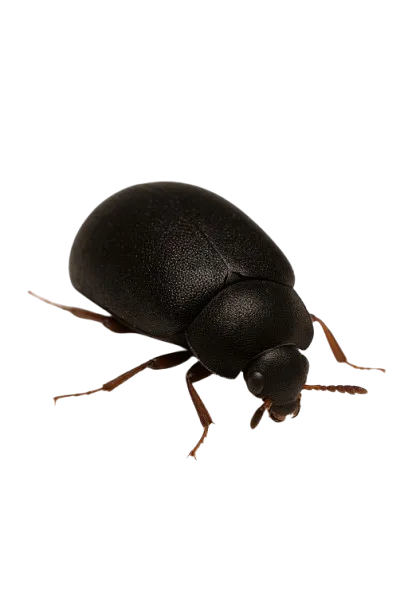 大木蠹／木材象鼻蟲